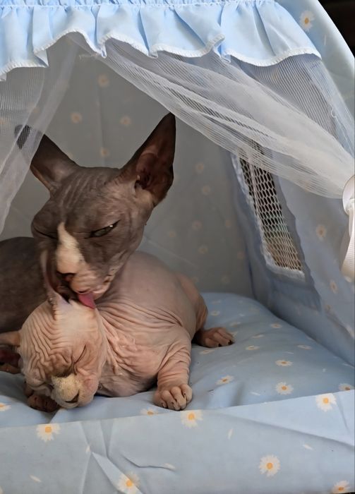Kotka sfinks sphynx niebieskie oczka przepiękne