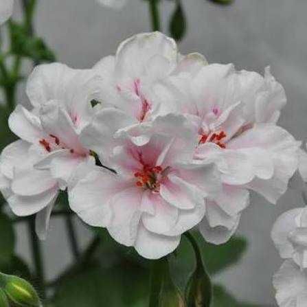 Пеларгония плющелистная