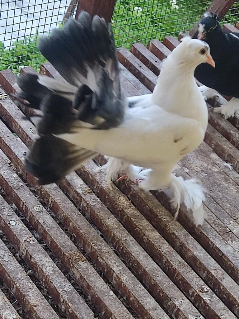 Pawiki indyjskie