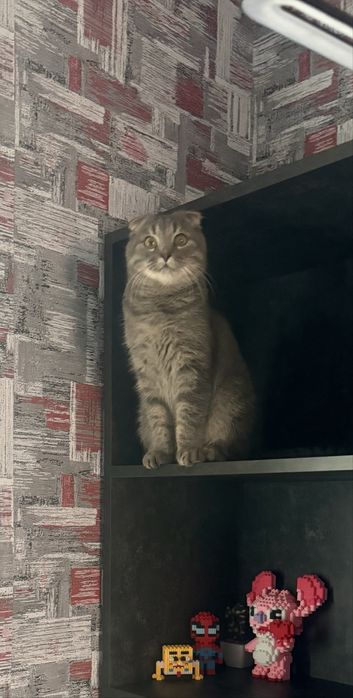 Віддається в добрі руки Вислоуха кішечка