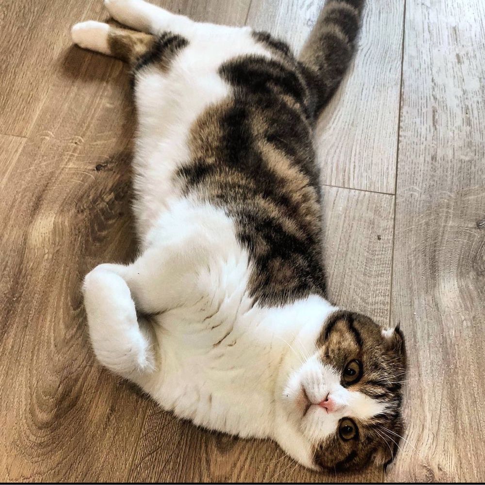 Кіт на вʼязку. Британець Scottish fold