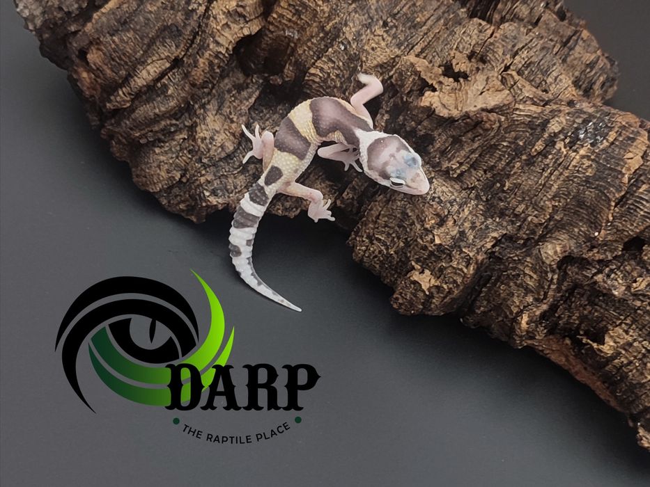 Gekon Lamparci eublefar