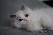 Kocurek blue bicolor ragdoll FPL