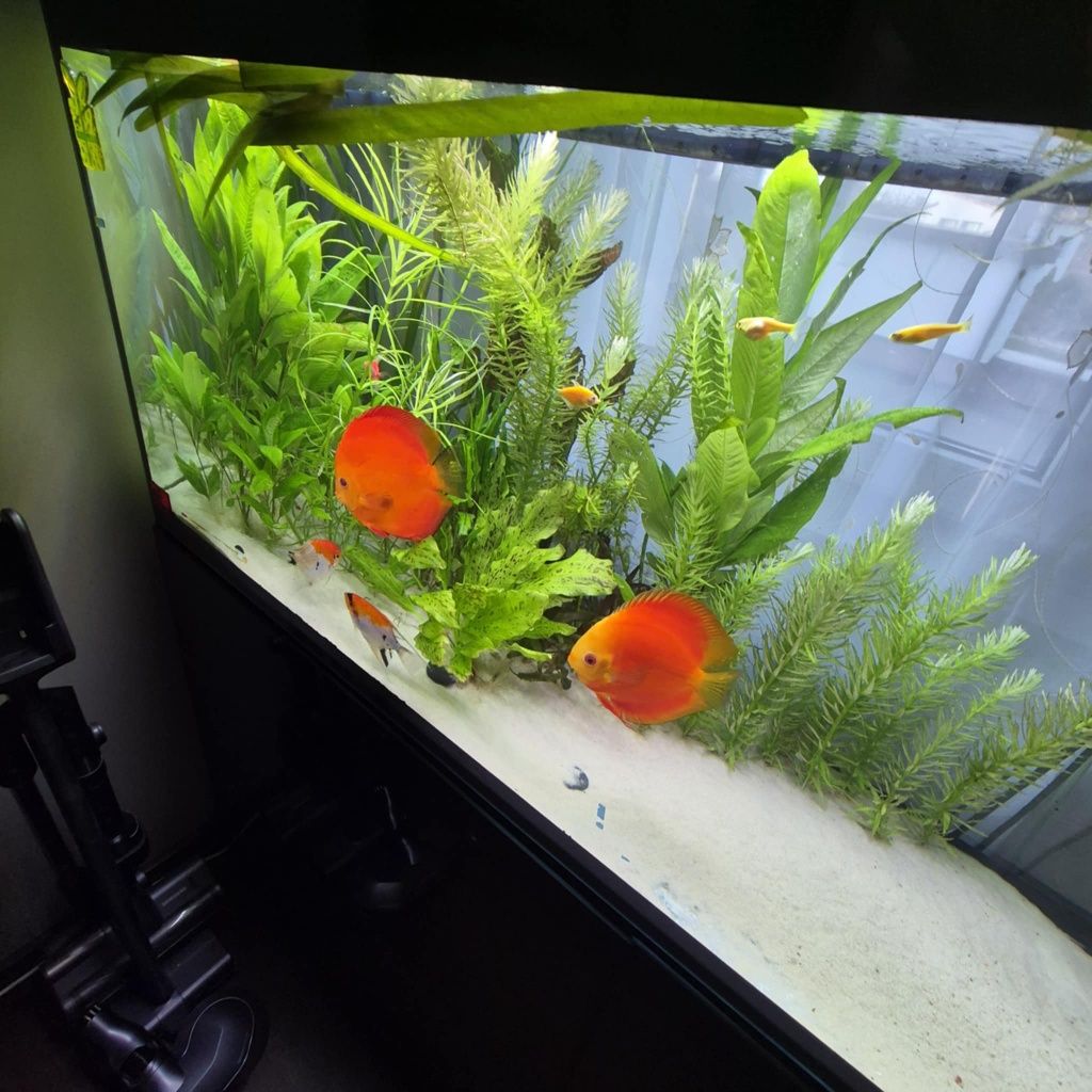 Akwarium Aquel 120 ok. 300litrow z życiem