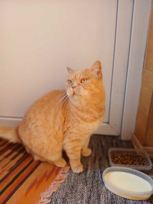 Киця руда красуня, вісім років