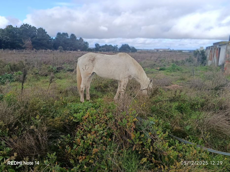 Égua com 8 anos para venda montada