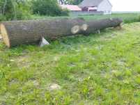 Dąb kłoda  dłużyca