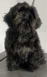 Piesek shih tzu z rodowodem