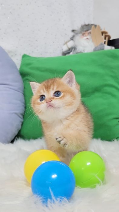 Шотландська золота шиншила