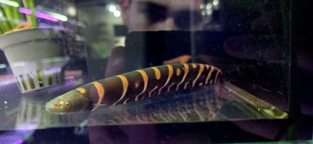 Gymnotus ucamara/ Nożowiec tygrysi