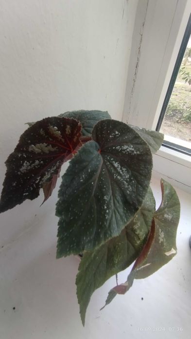 Бегонія akonitifilia,бегонія peltata,бегонія U 168