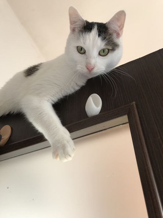 Zaginął kot w Kolonowskim