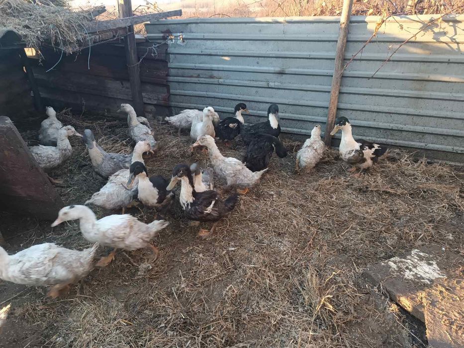 Продам качок живою вагою по 100 гр