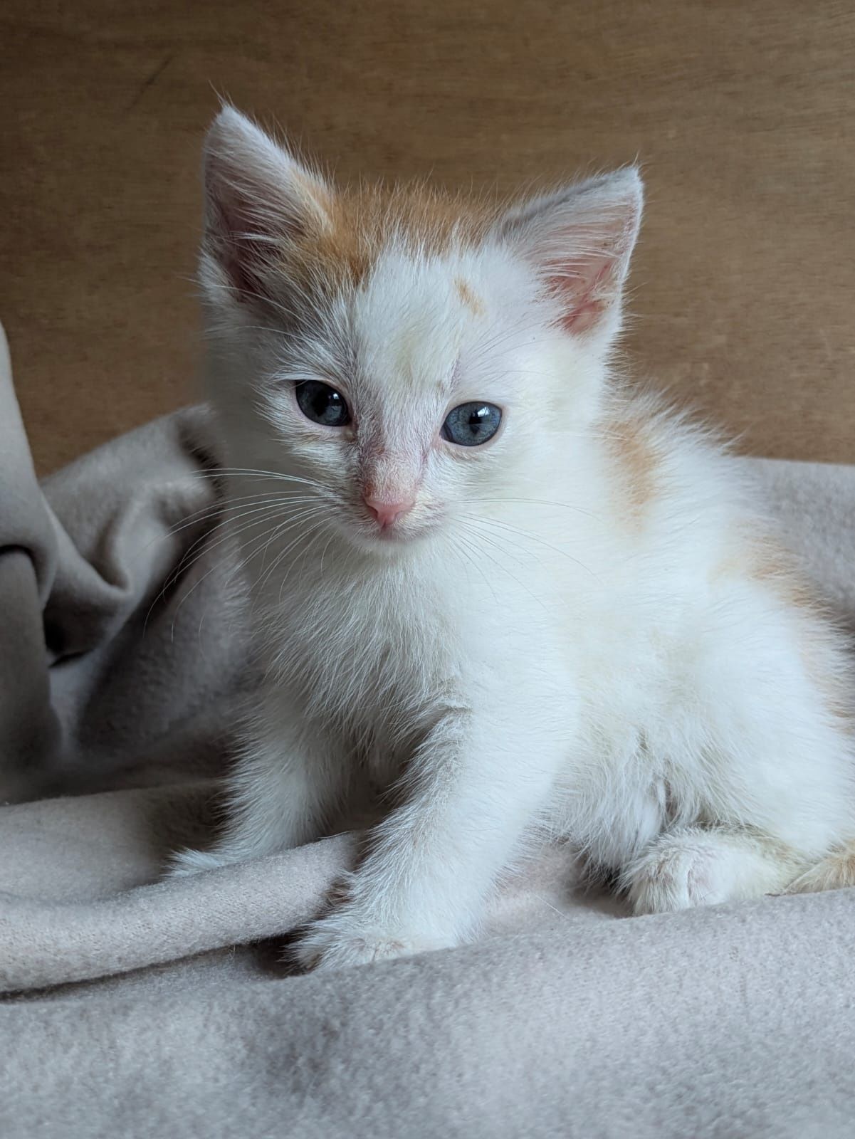 Kot kotek do adopcji