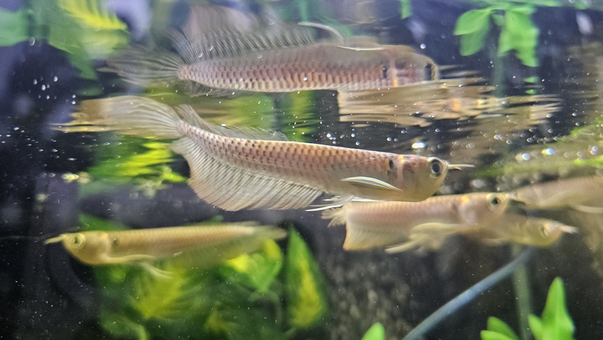 Arowana silver 14/15
