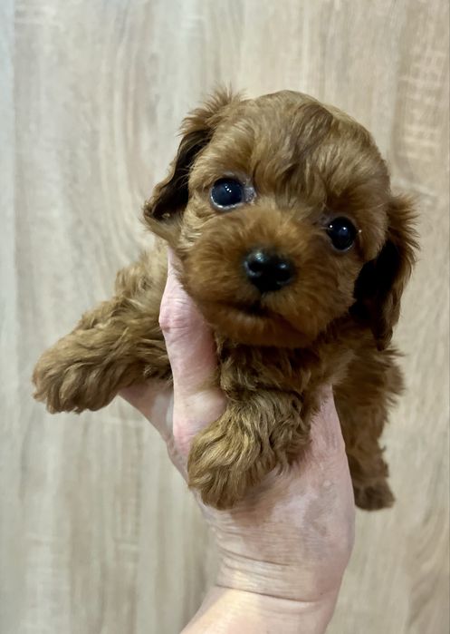 Мальтипу мини девочка ,резервируем мальтипу