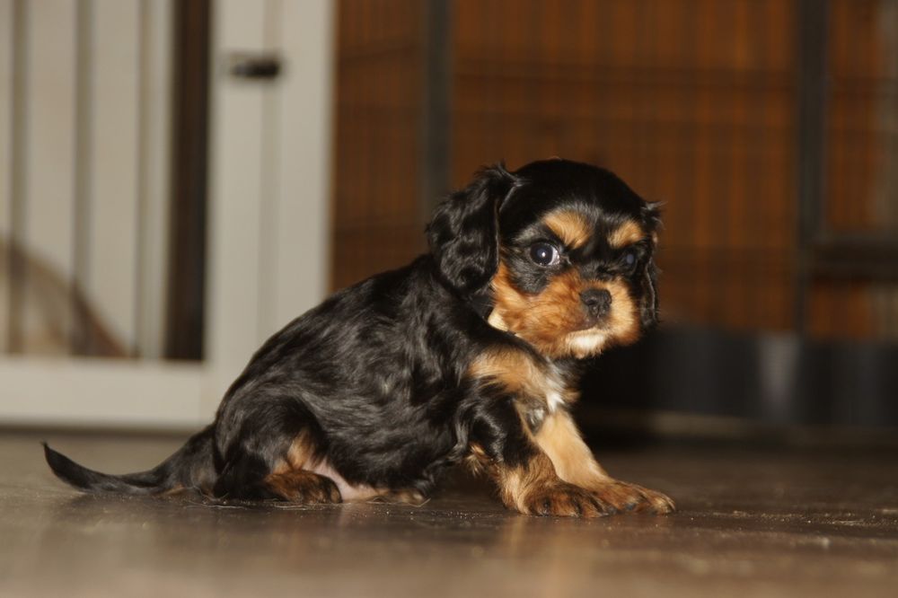 Cavalier King Charles Spaniel FCI, czarno podpalana suczka