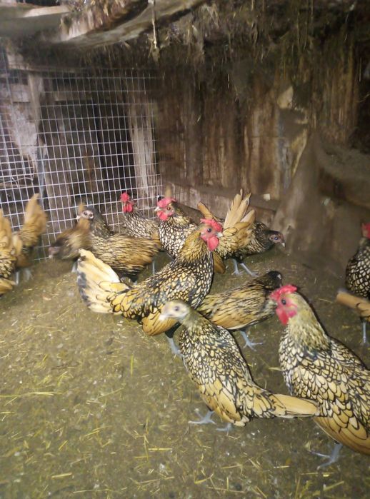 Продам сібрайт лимонний 250 грн