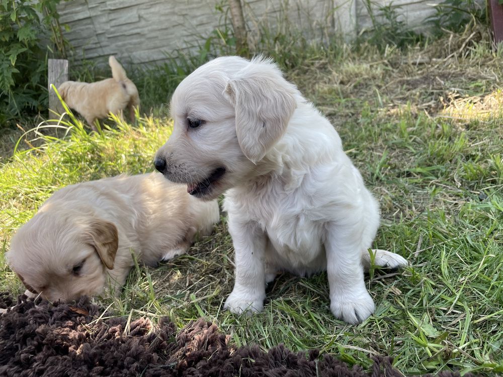 Szczeniak Golden Retriever