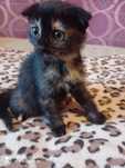 Шотландские котята плюшевые