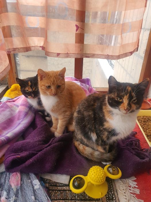 Прилаштовуємо котят в  люблячі родини