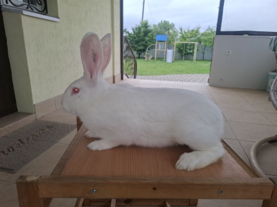 Термондська біла,термон (чеська селекція)