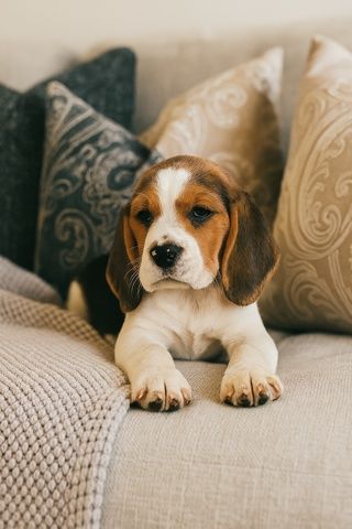 Cudowna Beagle sunia z rodowodem wielopokoleniowym