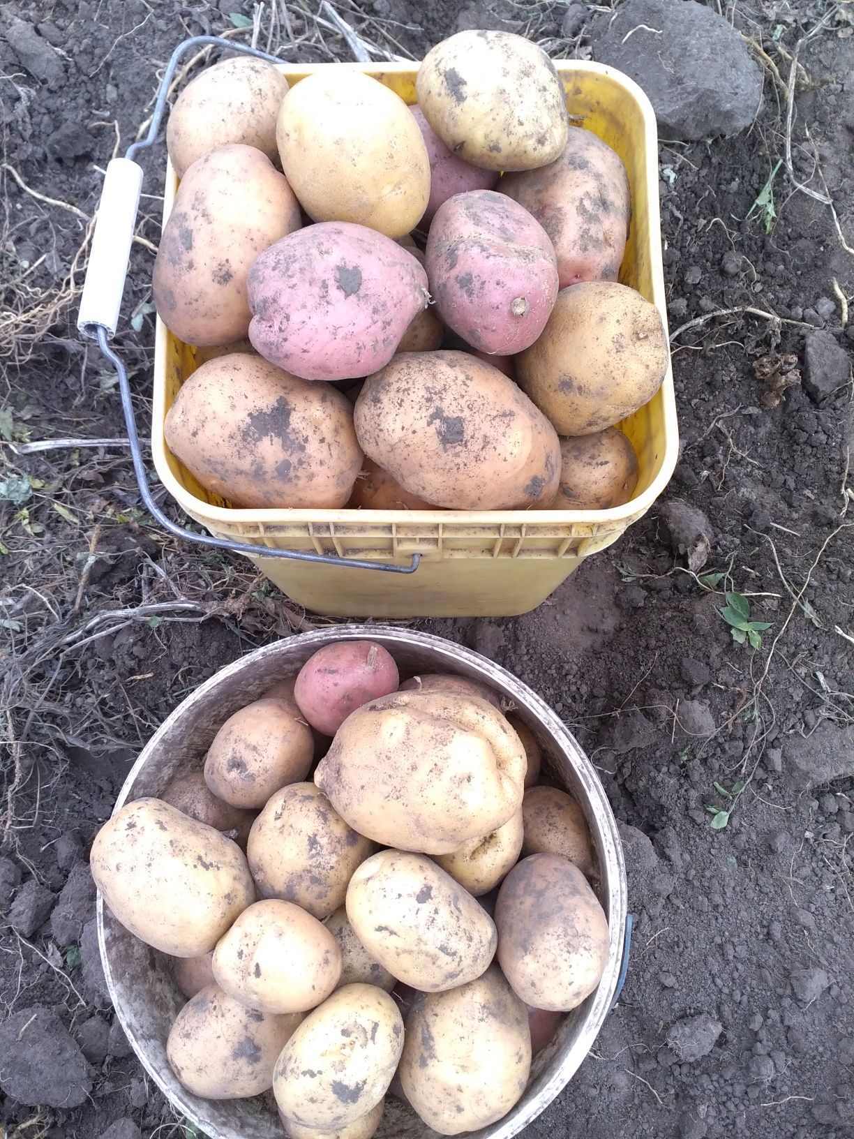 Продам домашню картоплю