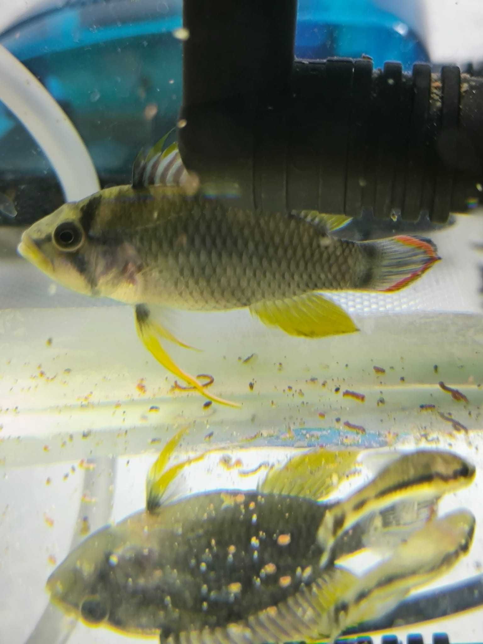 Ramirezi Eletric Blue ,Apistogramma Panduro,Geophagus Surinamensis,etc