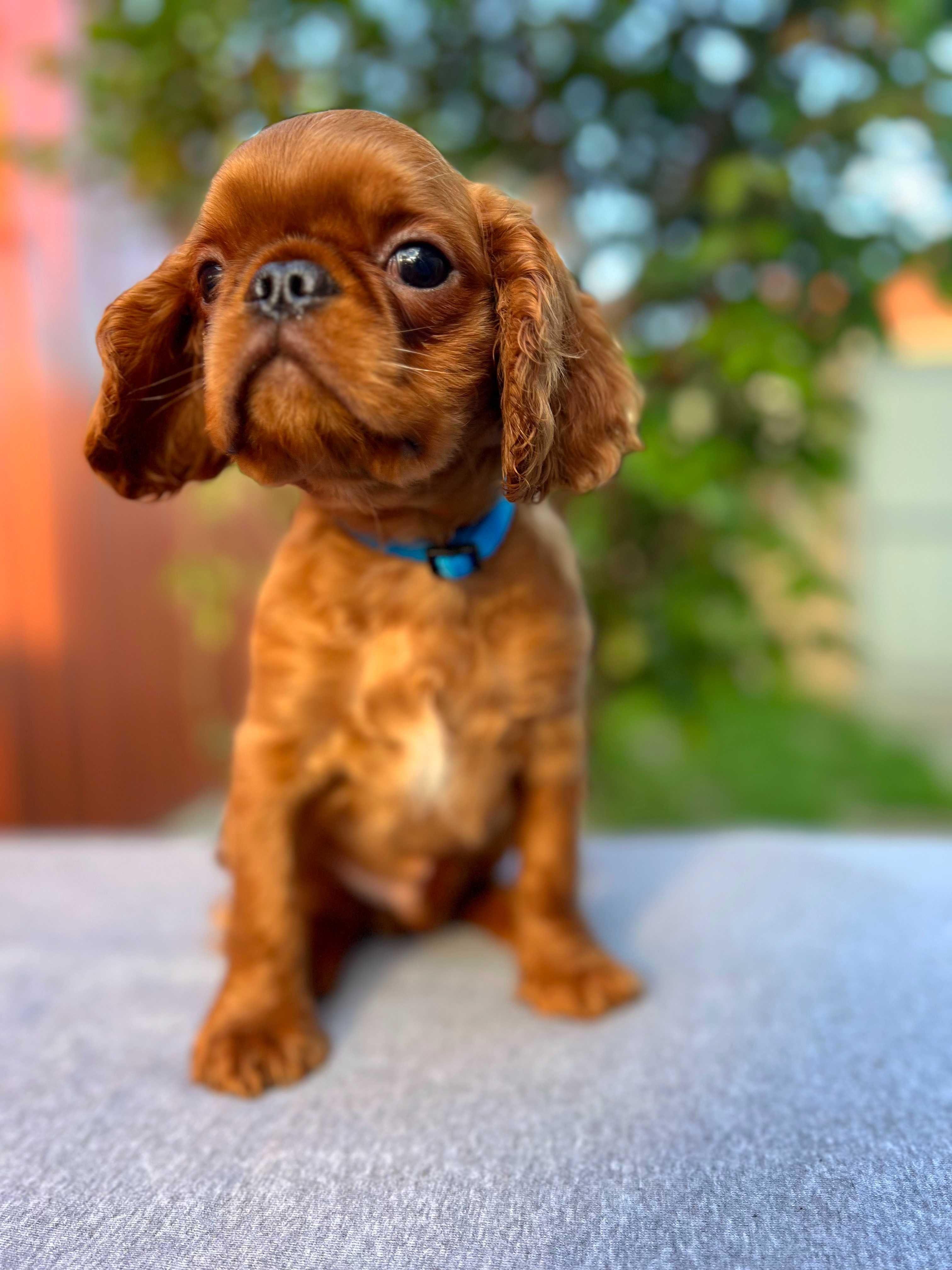 King Charles Spaniel