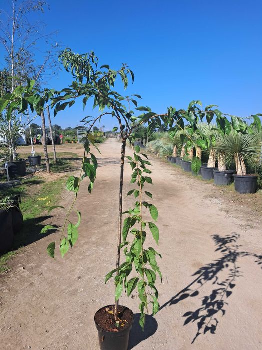 Wiśnia japońska Zakura, pełne kwiaty  WYSYŁKA