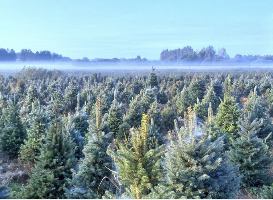 Świerk srebrny choinki bożonarodzeniowe nie jodła