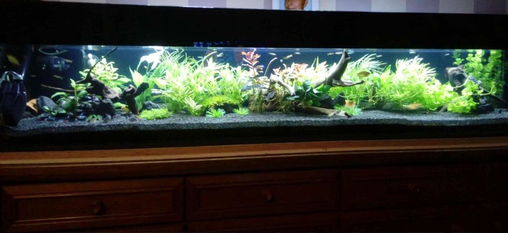 Akwarium 150l z pełnym osprzętem – Fluval FX4, LED, Tetra