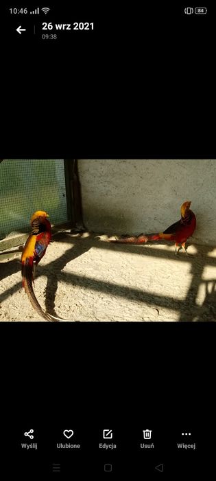 Bażant złoty bażanty złote  i bananowe 2025 sprzedam