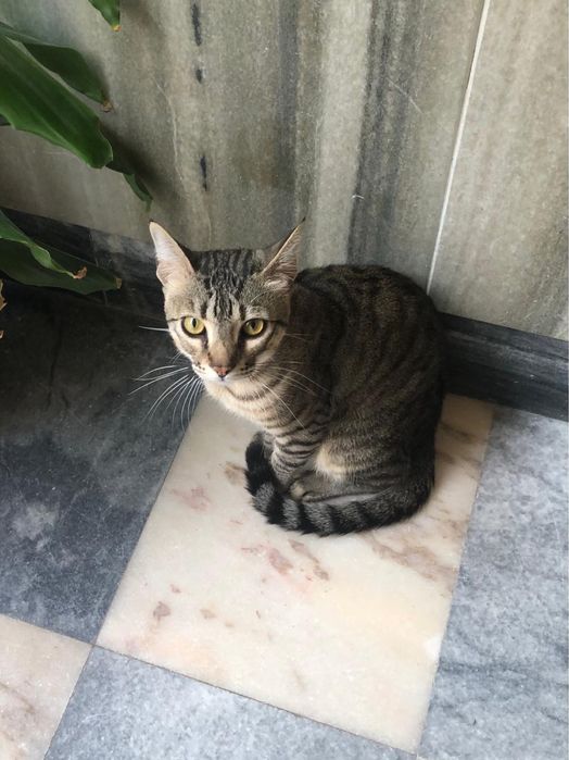 Gato para doar muito carinhoso