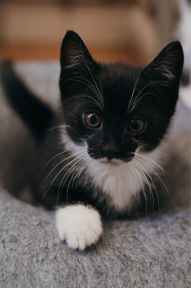 Rozbrykany i tulaśny Czaruś do rozważnej adopcji