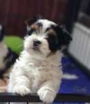 Biewier yorkshire terrier