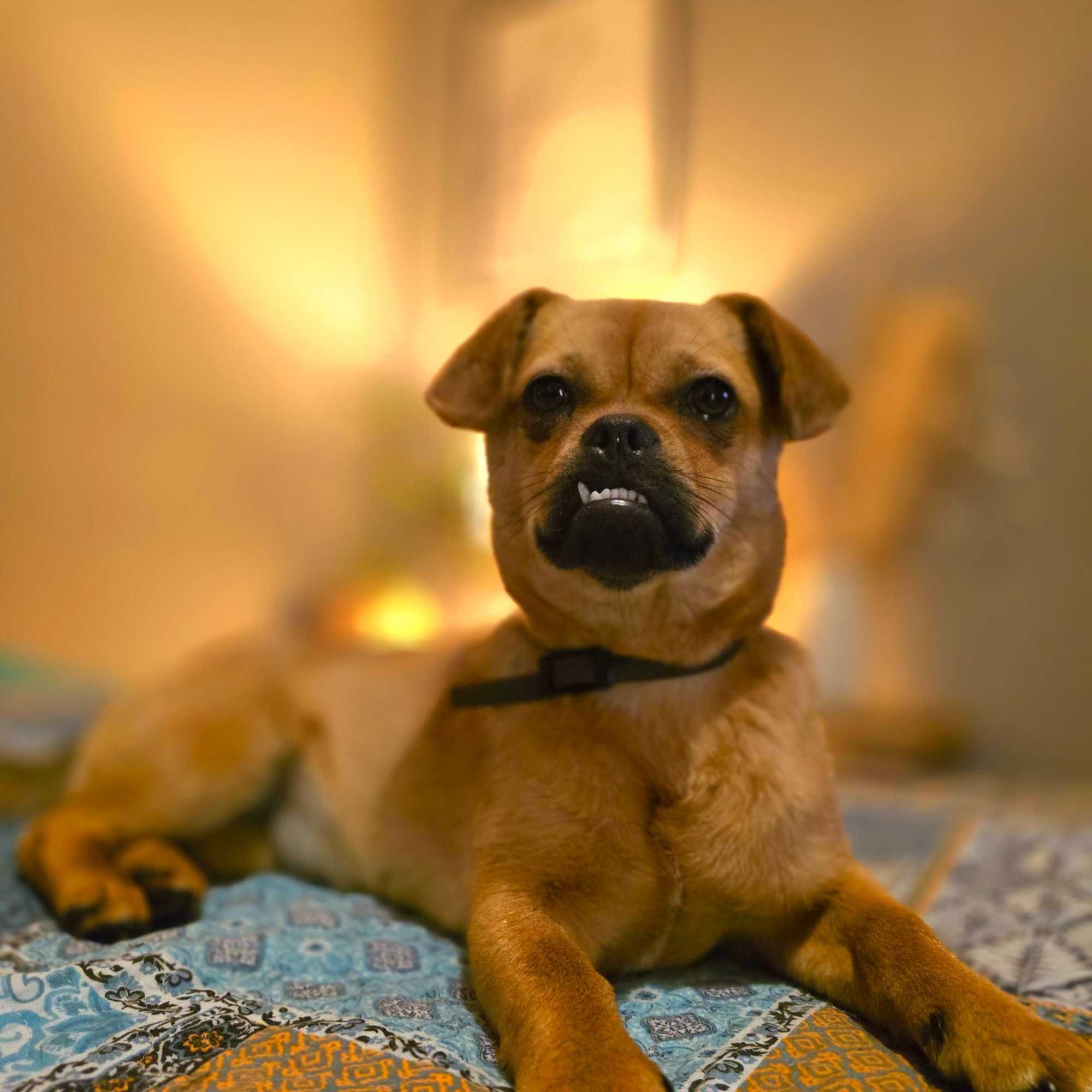 Przesympatyczna Fiona do adopcji - szczeniak