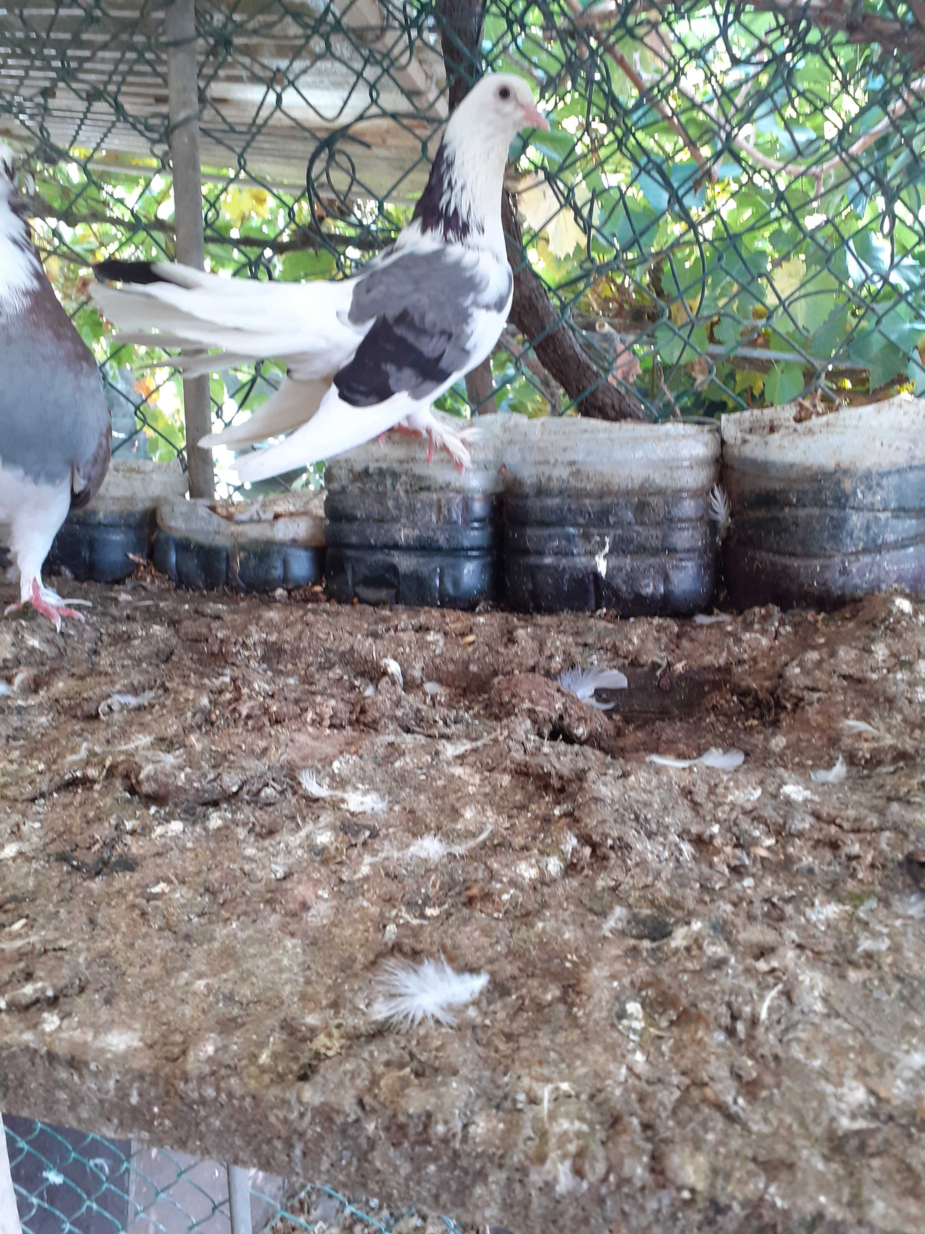 Pombas varias a partir de 3e