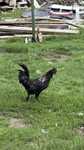 Kogut ayam cemani