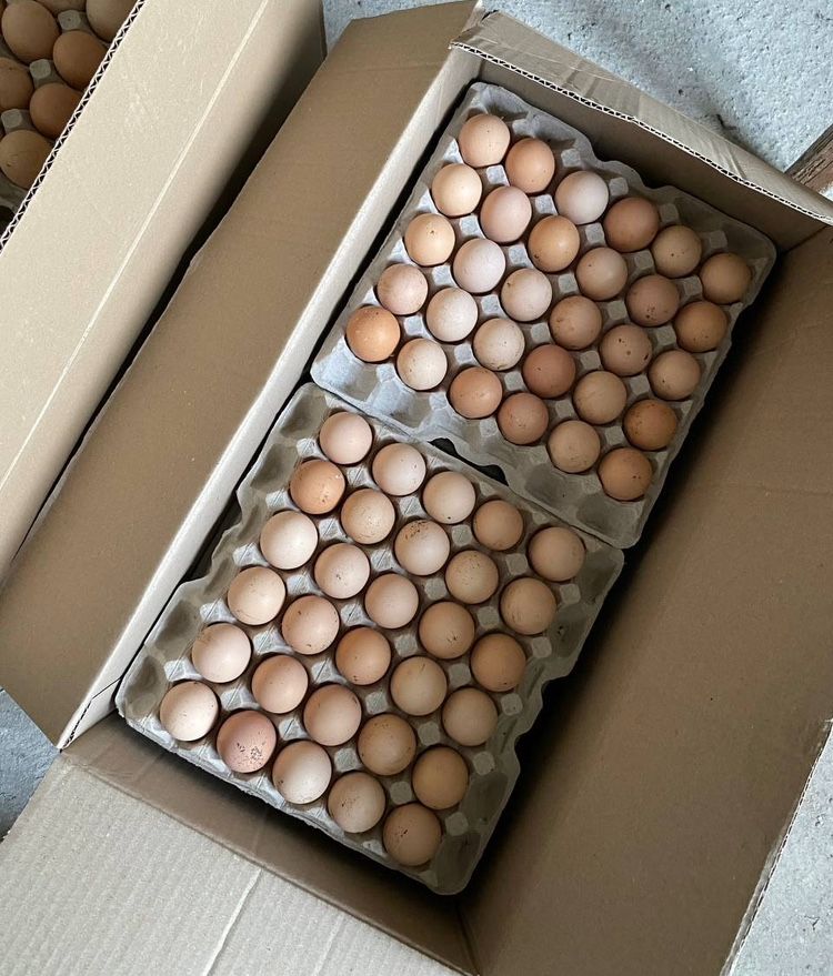 Яйця для інкубатора бройлерів (кобб, росс)