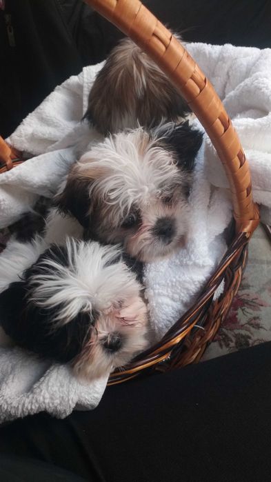 Щенята Ши-тсу 6000