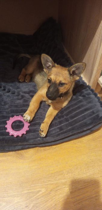 Odam szczeniak w dobre ręce suczkę