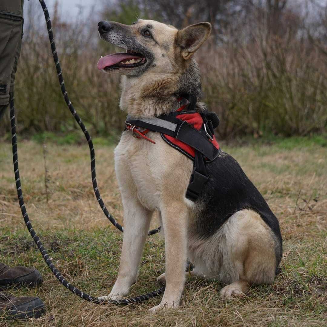 Foxi cudowna suczka do adopcji