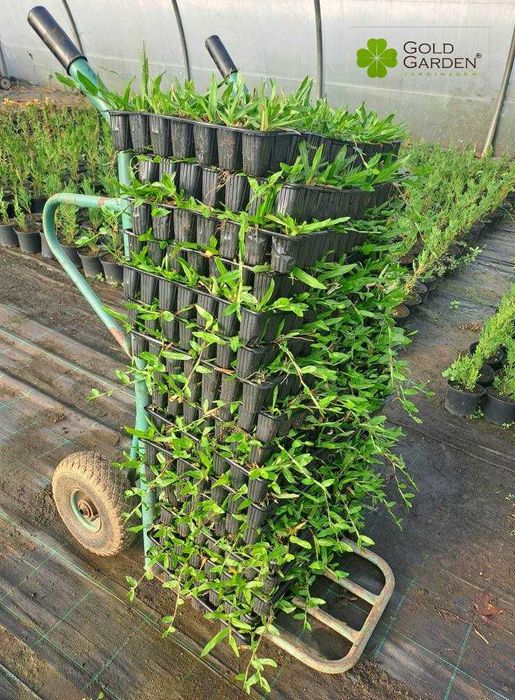 Relva Brasileira São Carlos