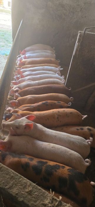 Warchlaki i prosiaki