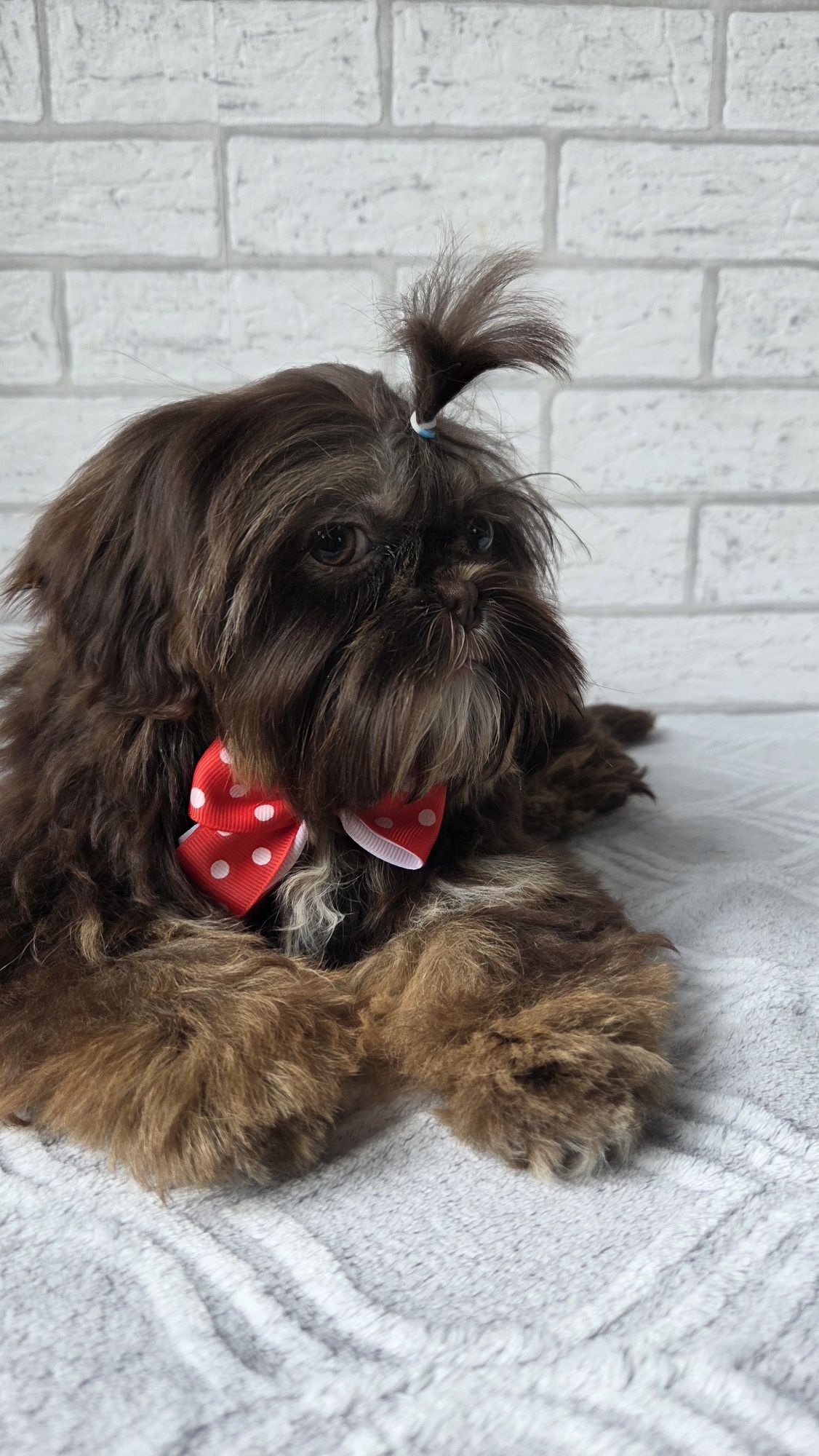 Shih Tzu  2,5 msc