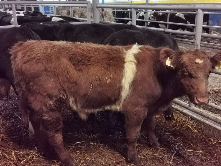 Byczki odsadki mięsne hurt