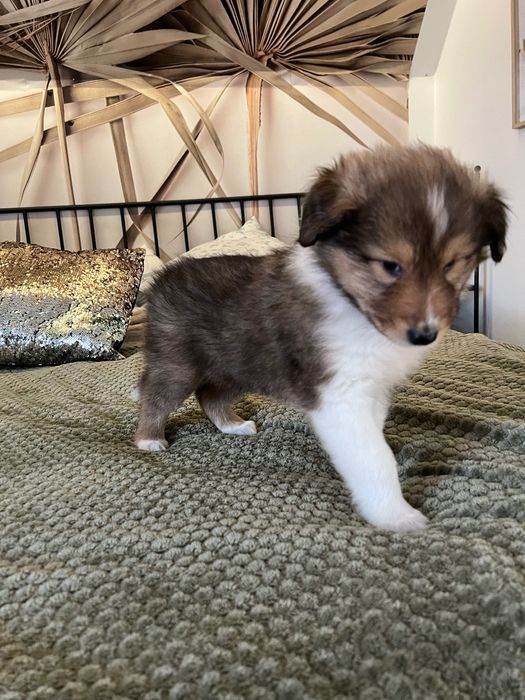 Owczarek Szkocki Długowłosy – szczeniaczki z hodowli Royal Collie