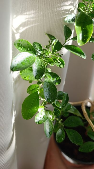 Мурайя з плодами